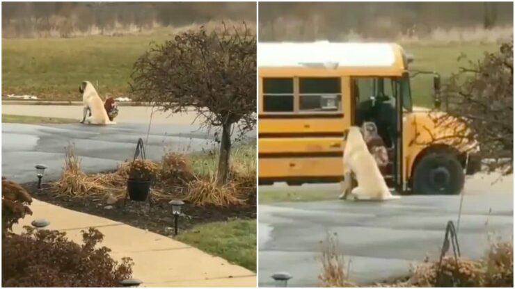 Mastino accompagna i bambini a scuola