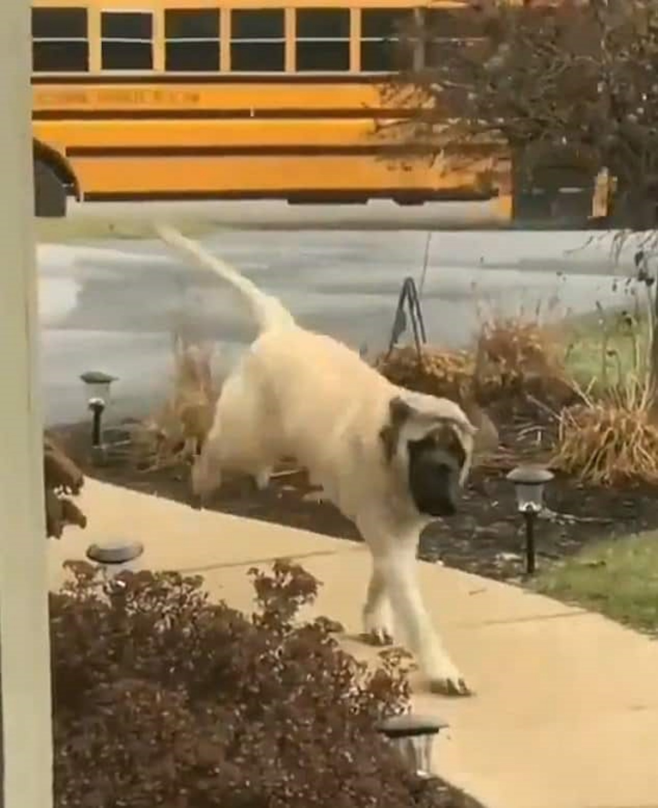 Mastino accompagna i bambini a scuola