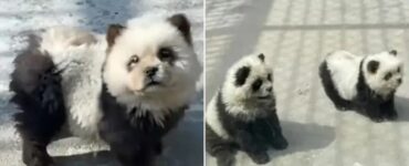 Panda falsi: erano cani
