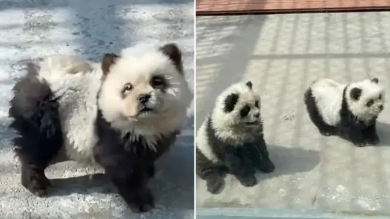 Panda falsi: erano cani