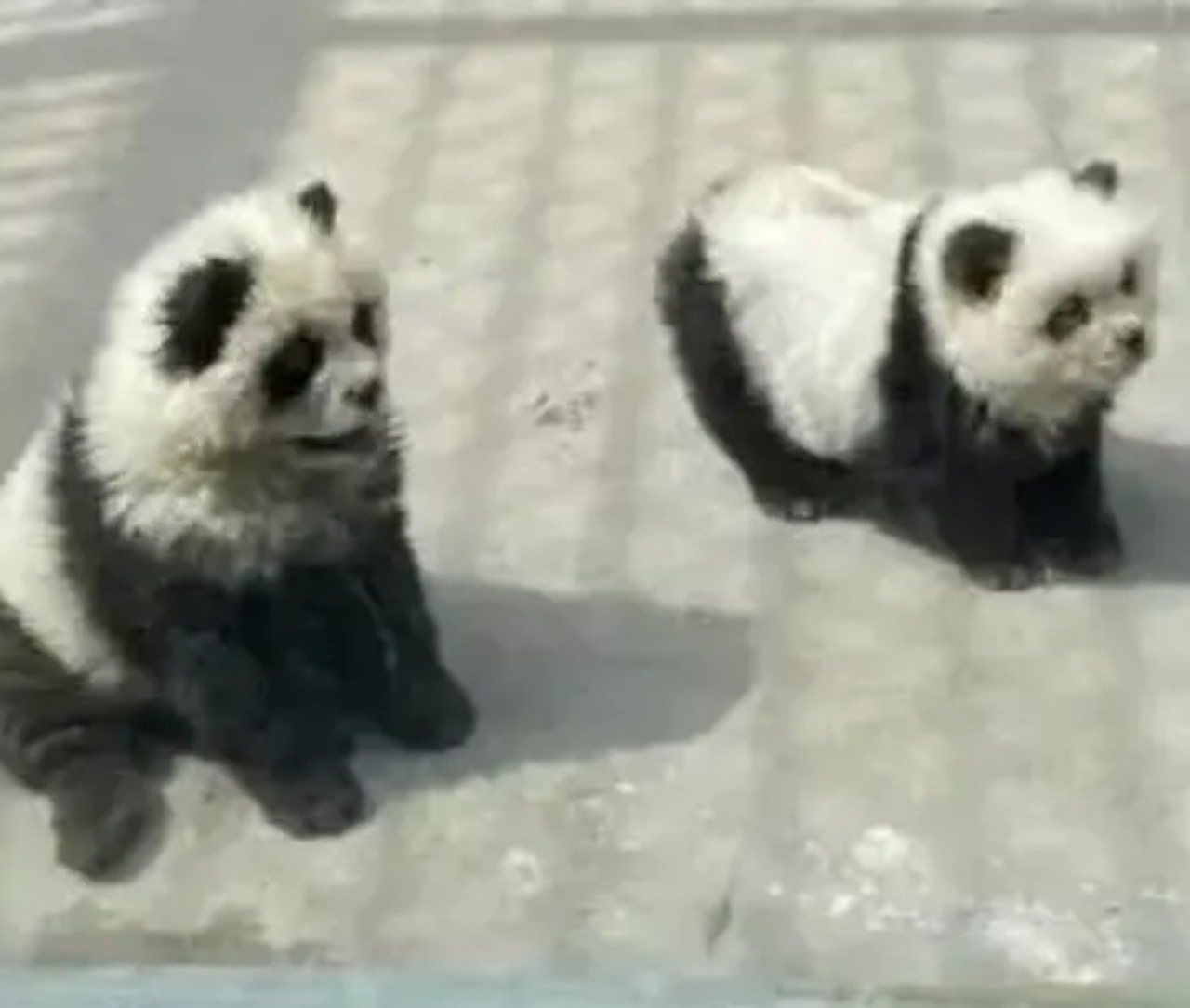 Panda falsi: erano cani