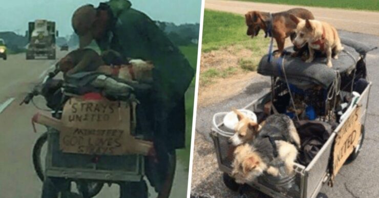 Senzatetto trasporta cagnolini randagi