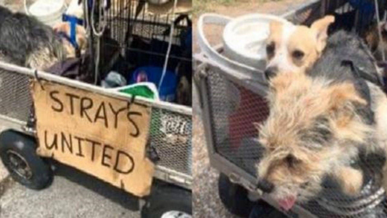 Senzatetto trasporta cagnolini randagi