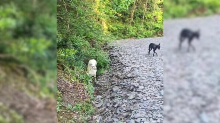 Sguardo fisso sul cane e la sua padrona