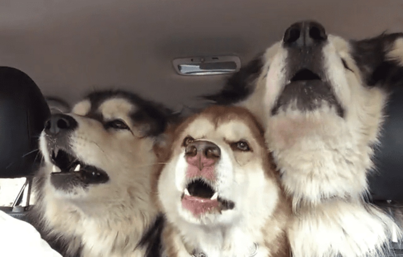 Tre Malamute cantano in macchina