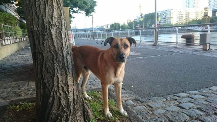 Un cane randagio adottato da una hostess