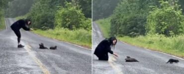 Un incontro inaspettato: due cuccioli di lontra