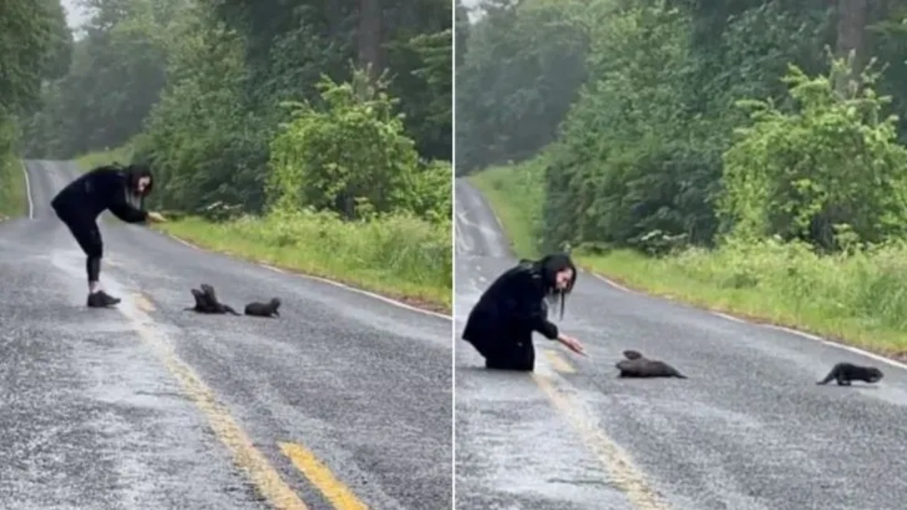 Un incontro inaspettato: due cuccioli di lontra