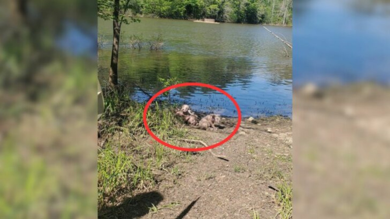 Una donna salva quattro cuccioli presso un lago