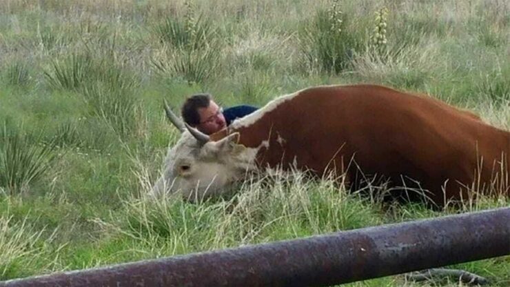 Una mucca triste per la perdita di suo figlio