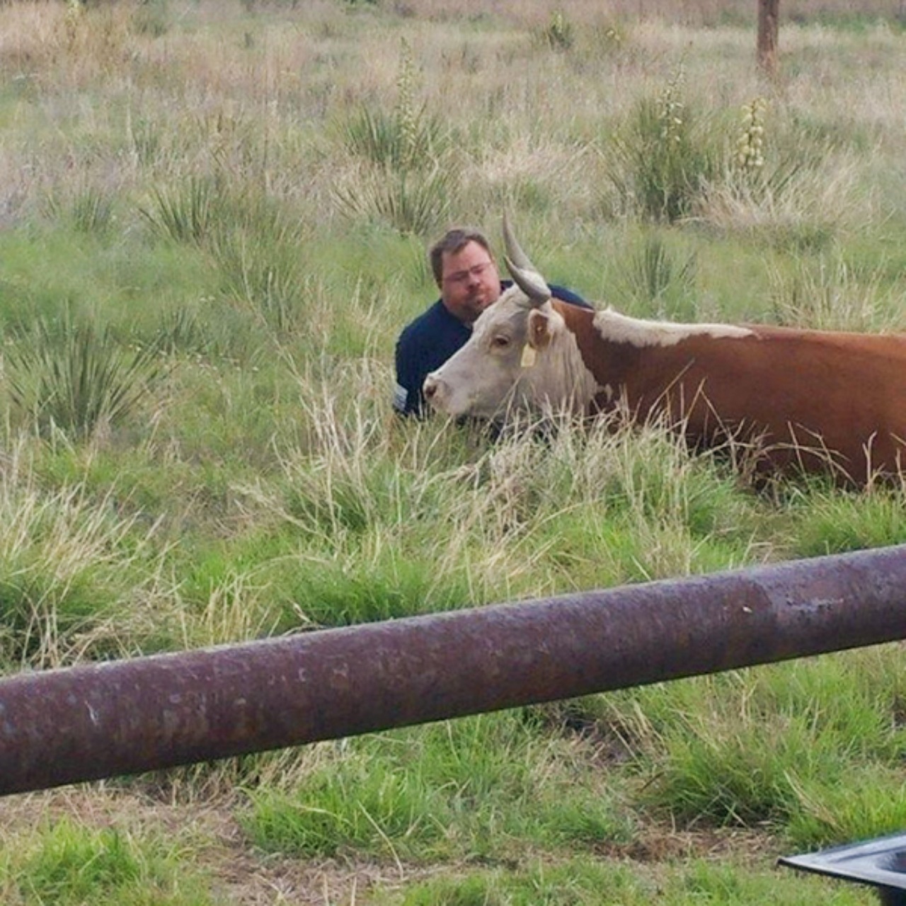 Una mucca triste per la perdita di suo figlio