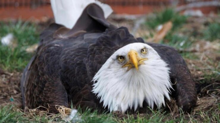 Aquila calva adotta un pulcino