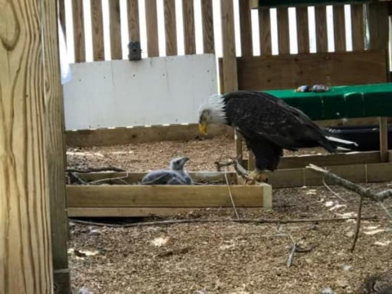 Aquila calva adotta un pulcino