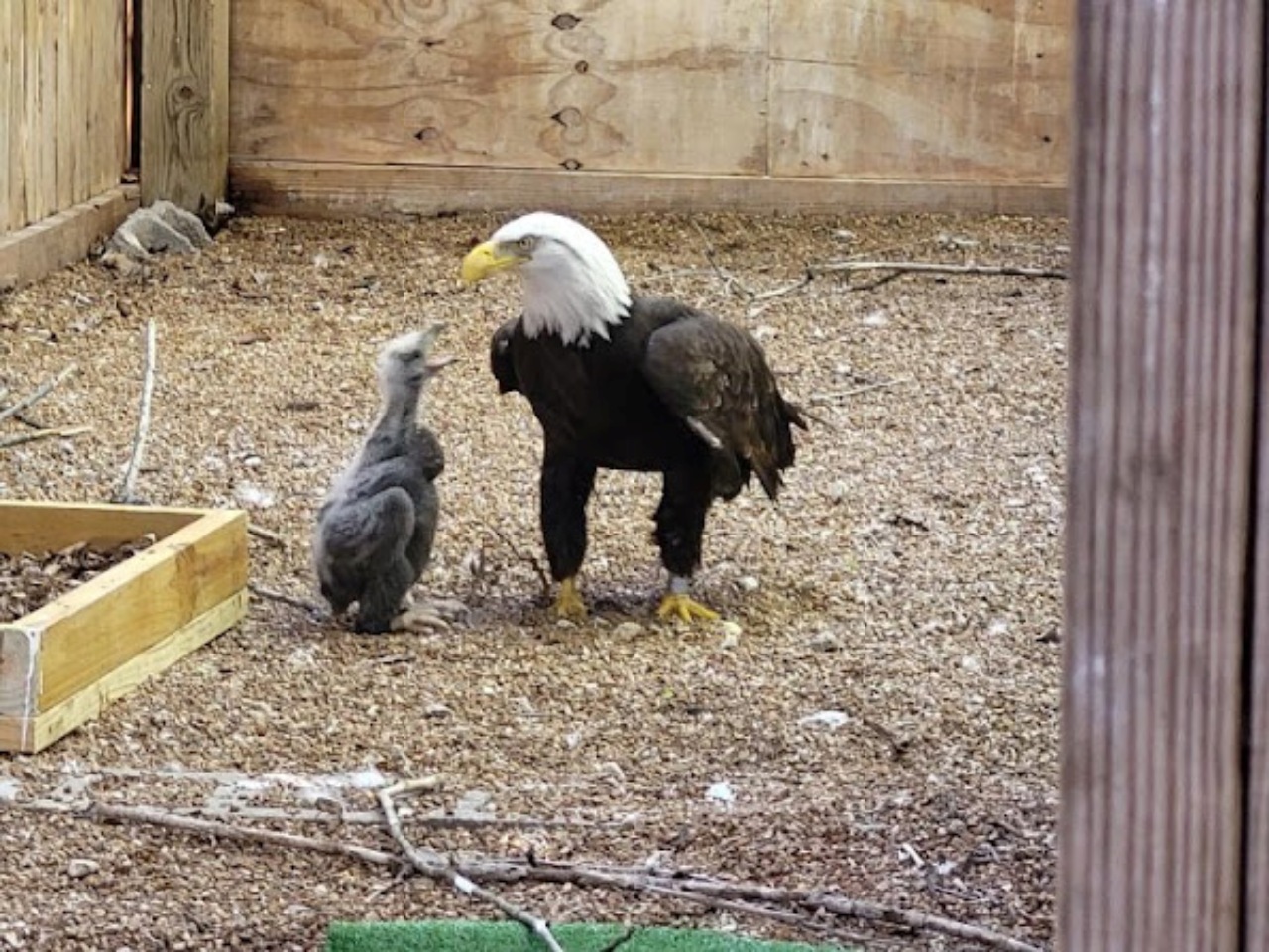 Aquila calva adotta un pulcino