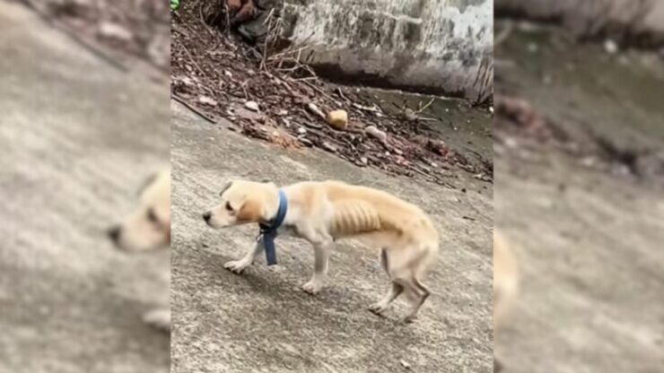 Cagnolina abbandonata dal suo papà