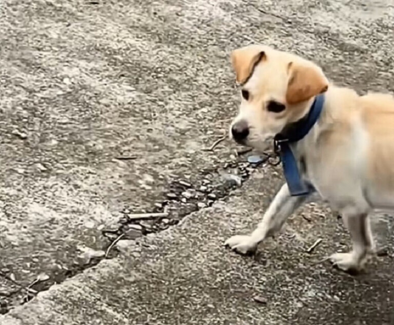 Cagnolina abbandonata dal suo papà