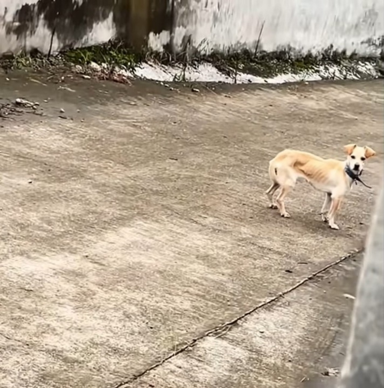 Cagnolina abbandonata dal suo papà