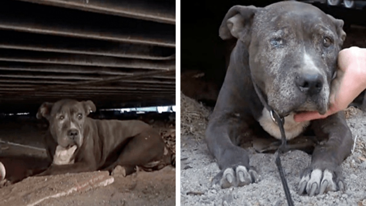 Cagnolina anziana abbandonata in una discarica