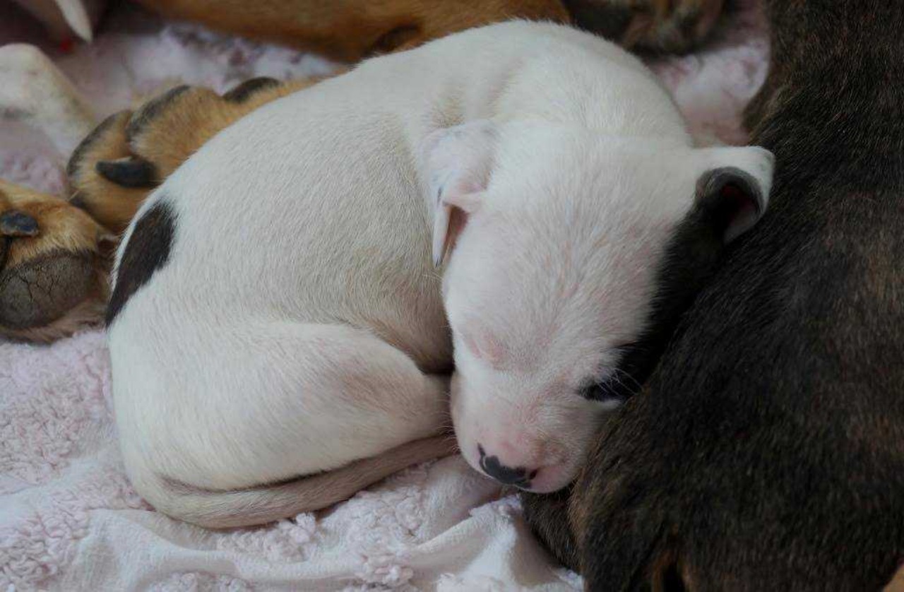 Cagnolina adotta cuccioli orfani