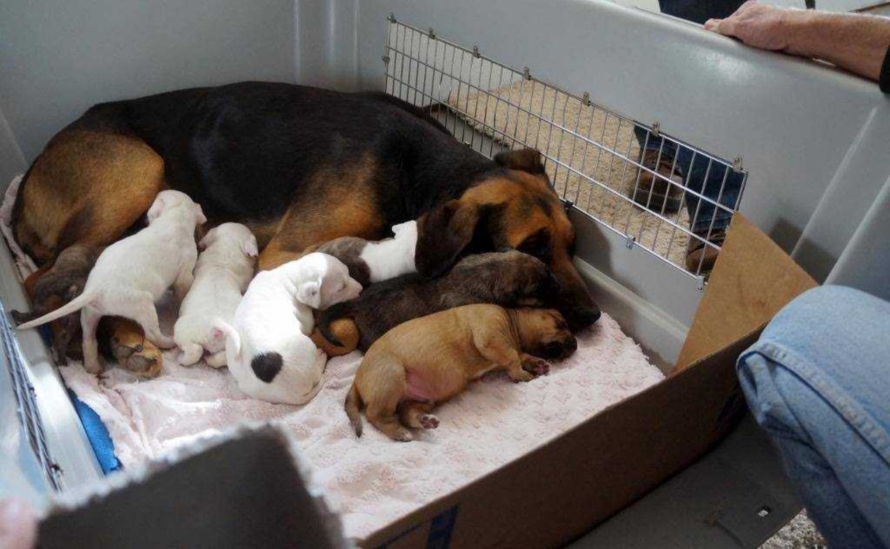 Cagnolina adotta cuccioli orfani