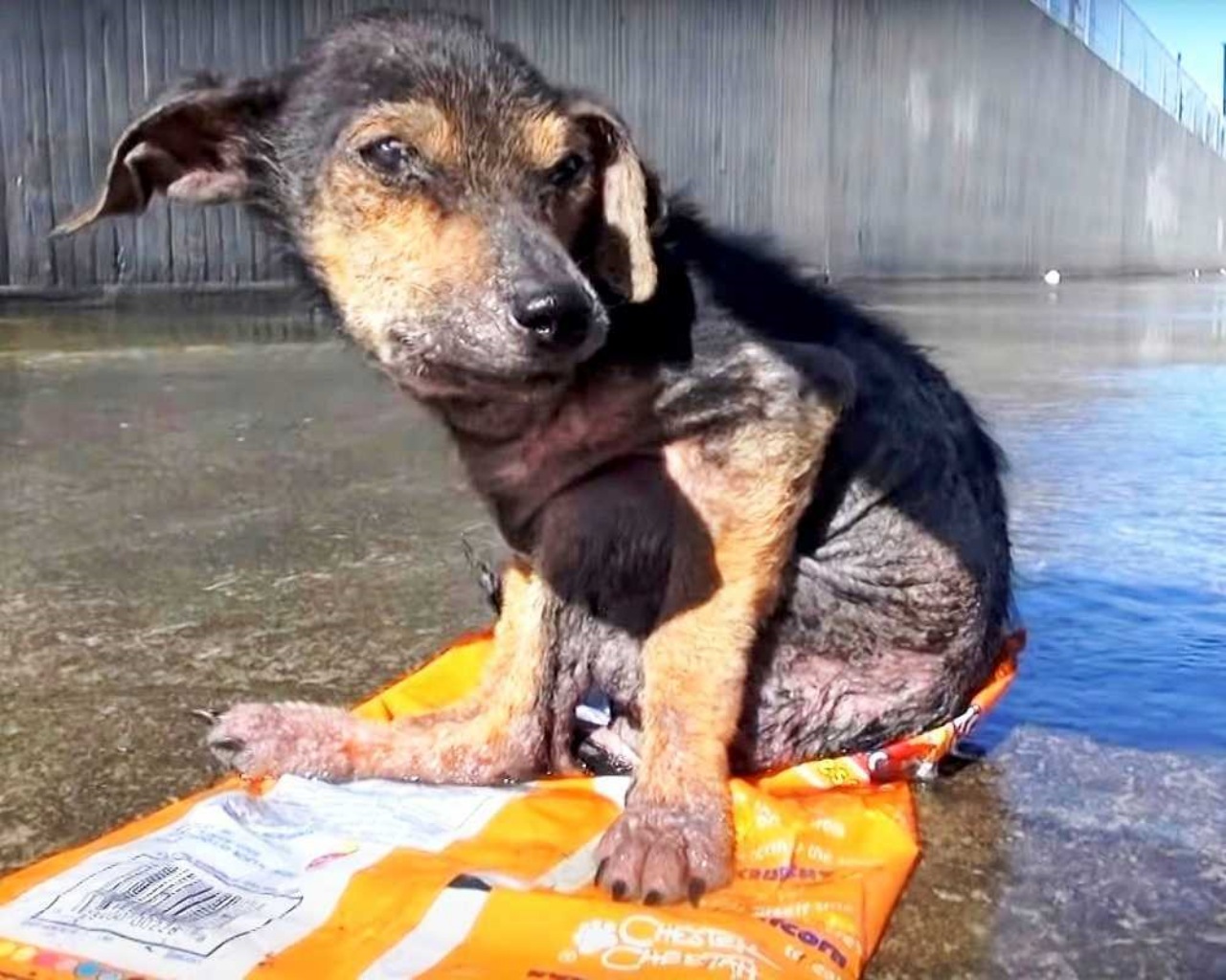 Cagnolino maltrattato da un senzatetto