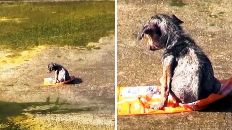 Cagnolino maltrattato da un senzatetto