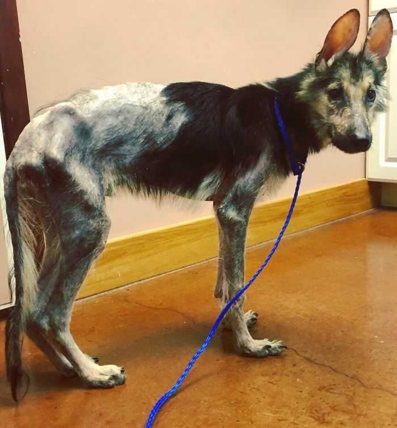 Cane incastrato in una rete metallica