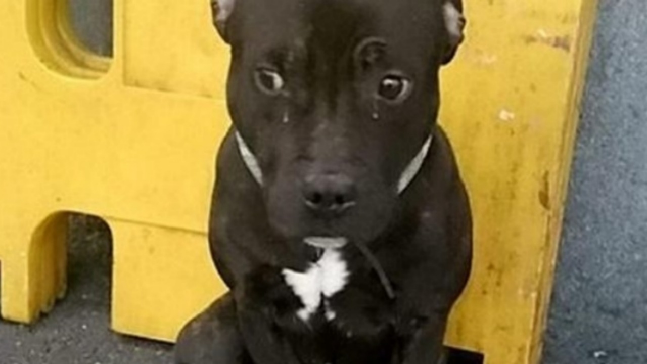 Cane abbandonato alla stazione ferroviaria