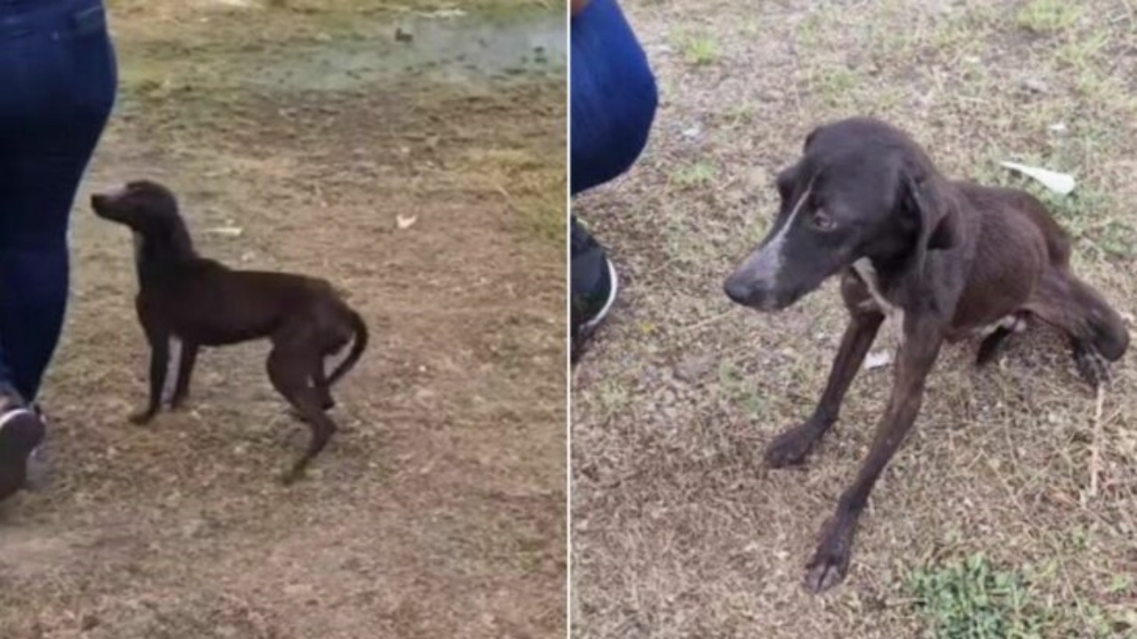 Cane abbandonato perché inseguiva le galline