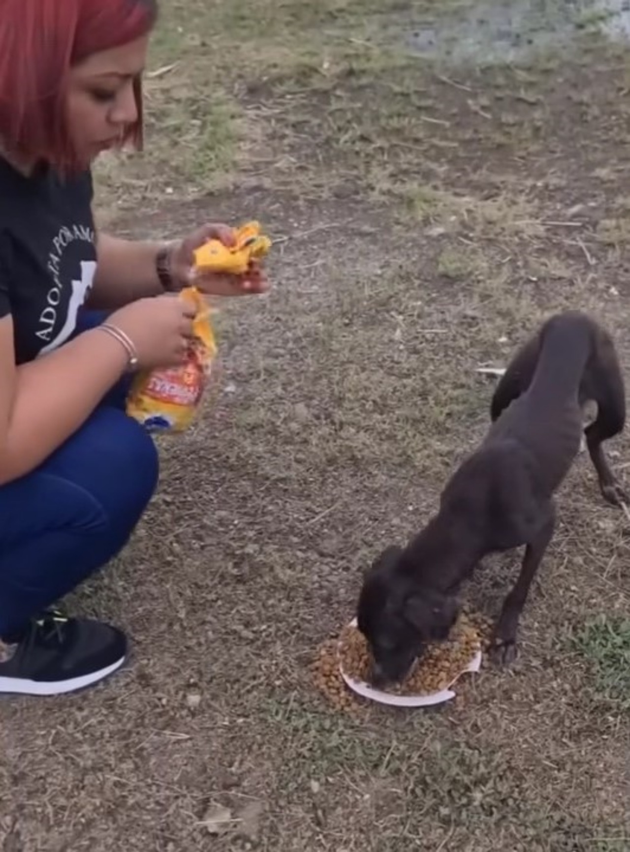 Cane abbandonato perché inseguiva le galline