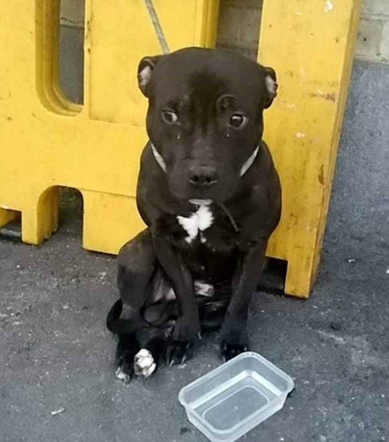 Cane abbandonato alla stazione ferroviaria