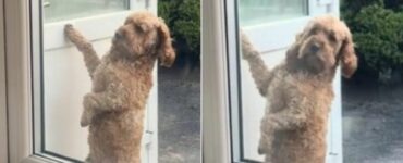 Cane bussa alla porta per chiamare la sua padrona