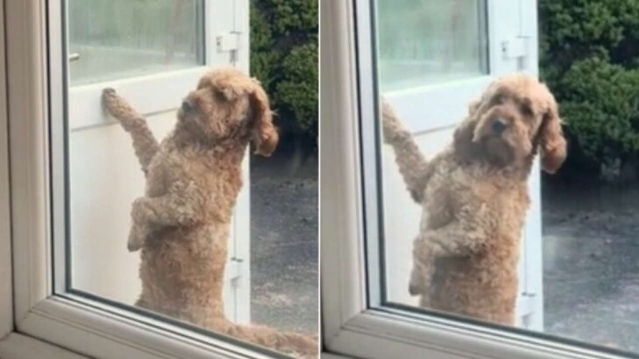 Cane bussa alla porta per chiamare la sua padrona