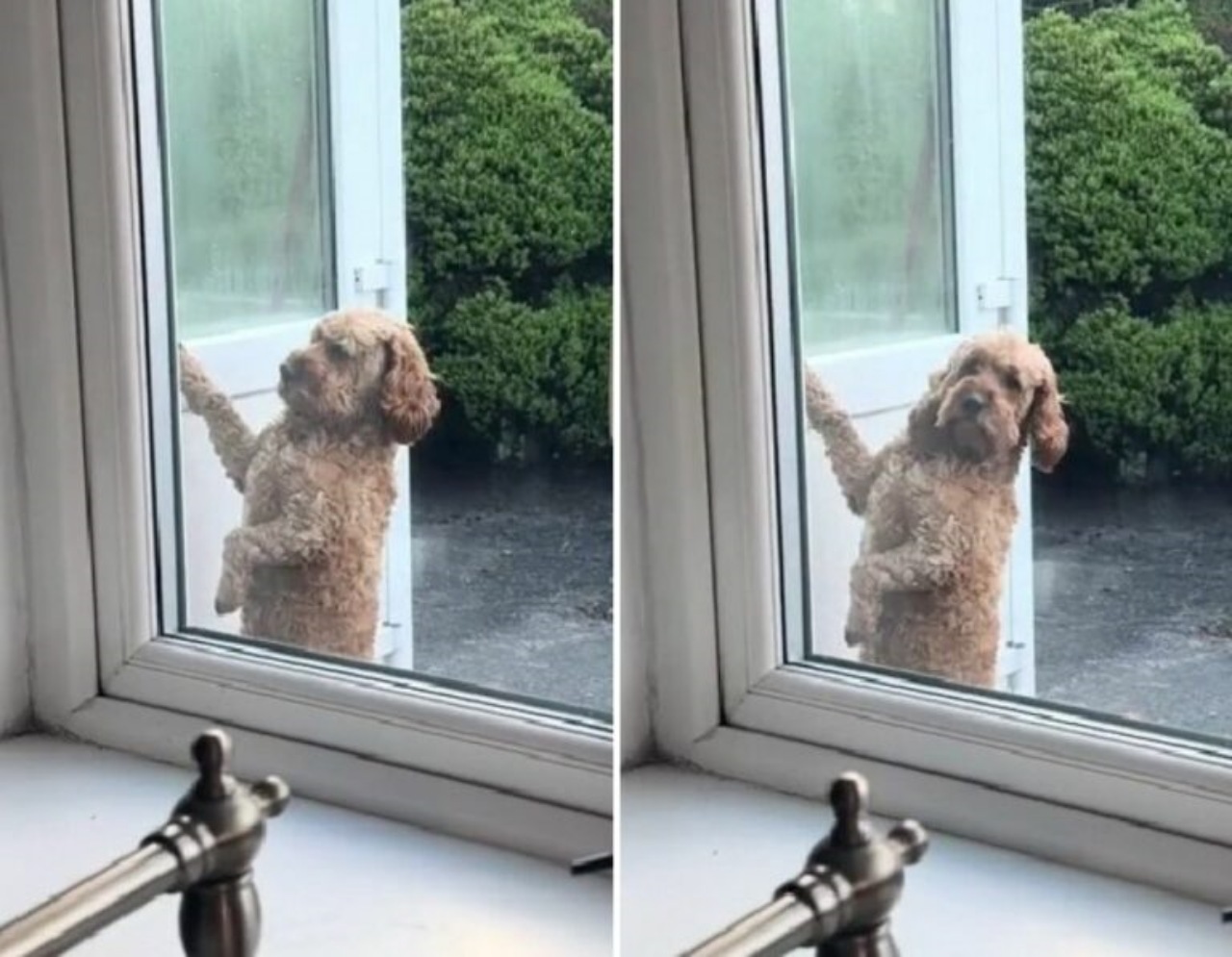 Cane bussa alla porta per chiamare la sua padrona