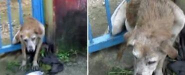 Cane ferito incastrato in un cancello
