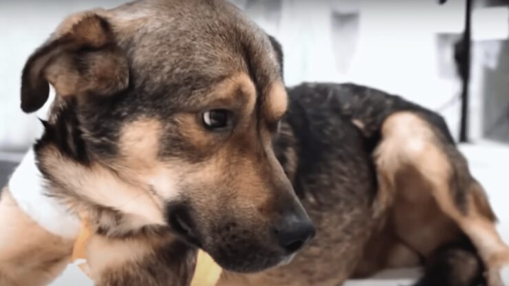 Cane ferito con un filo di ferro