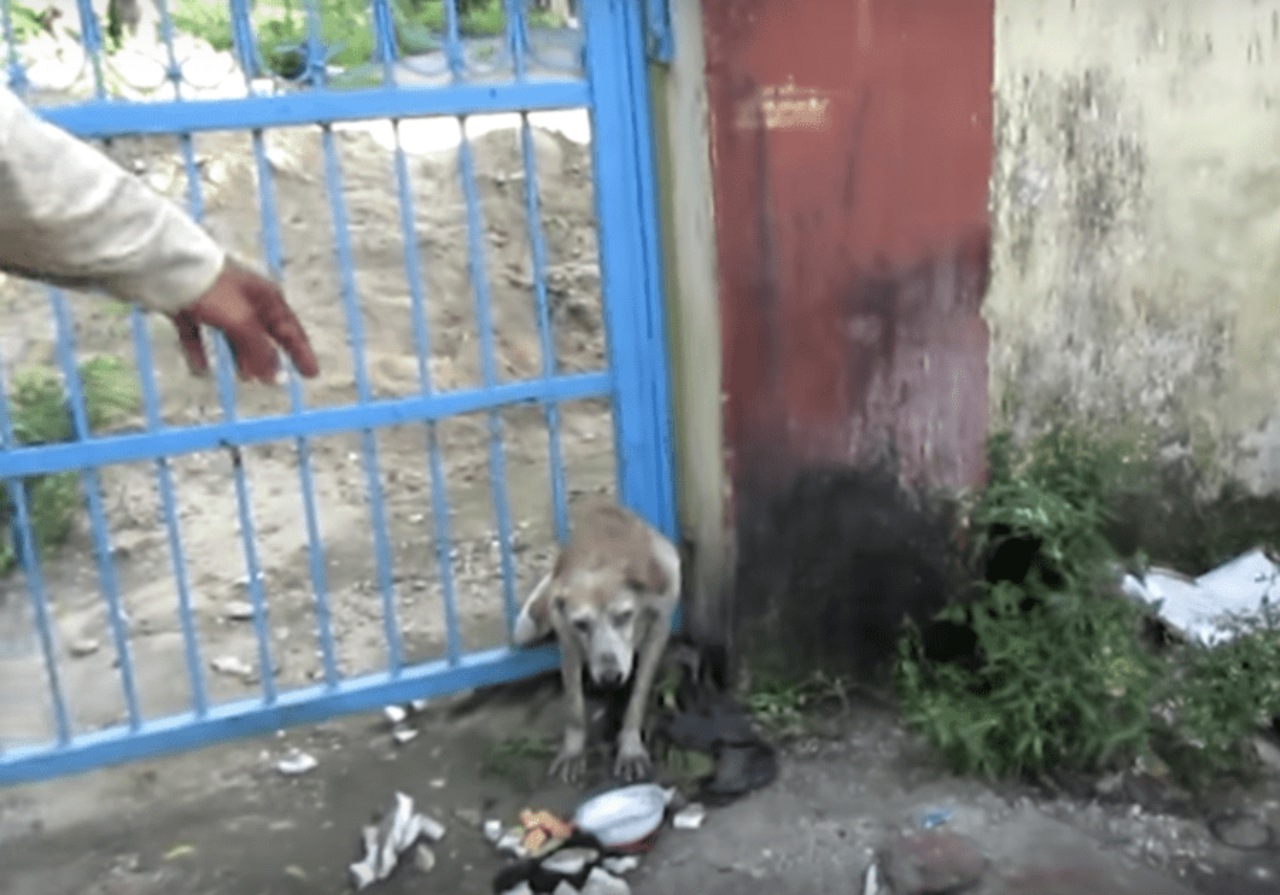 Cane ferito incastrato in un cancello