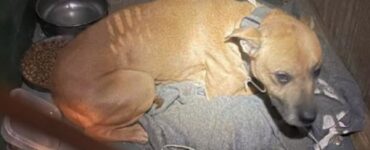 Cane malnutrito trovato in un armadio