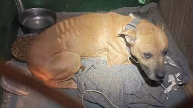 Cane malnutrito trovato in un armadio