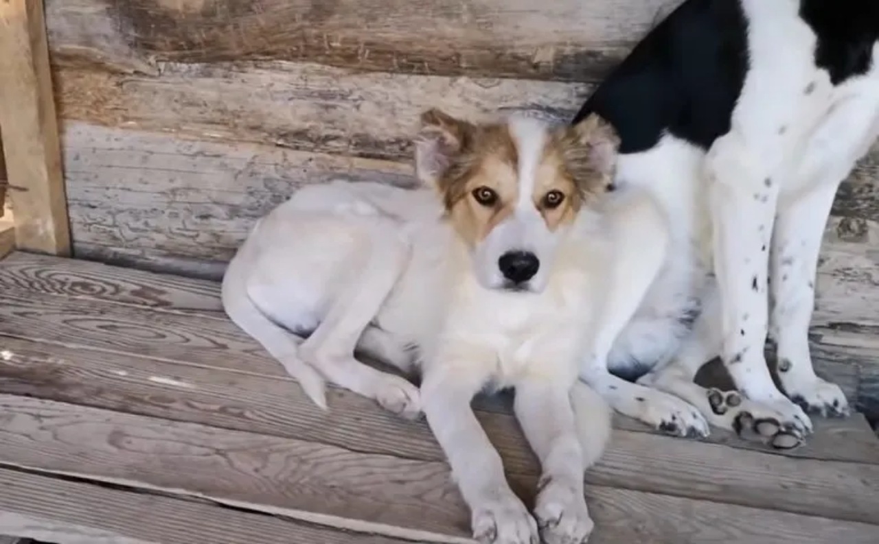 Cane nascosto negli pneumatici