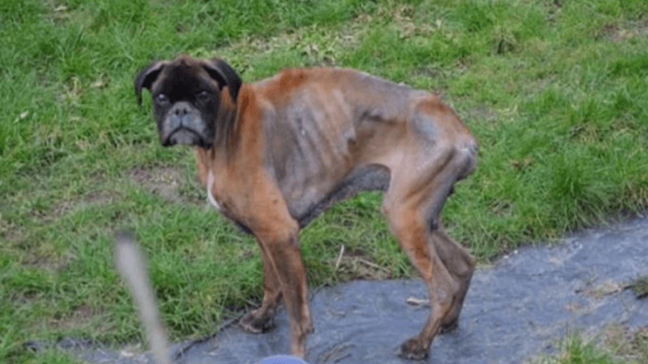 Cane randagio in pessimo stato