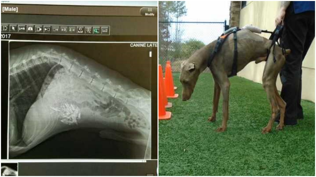 Cane randagio investito da un'auto