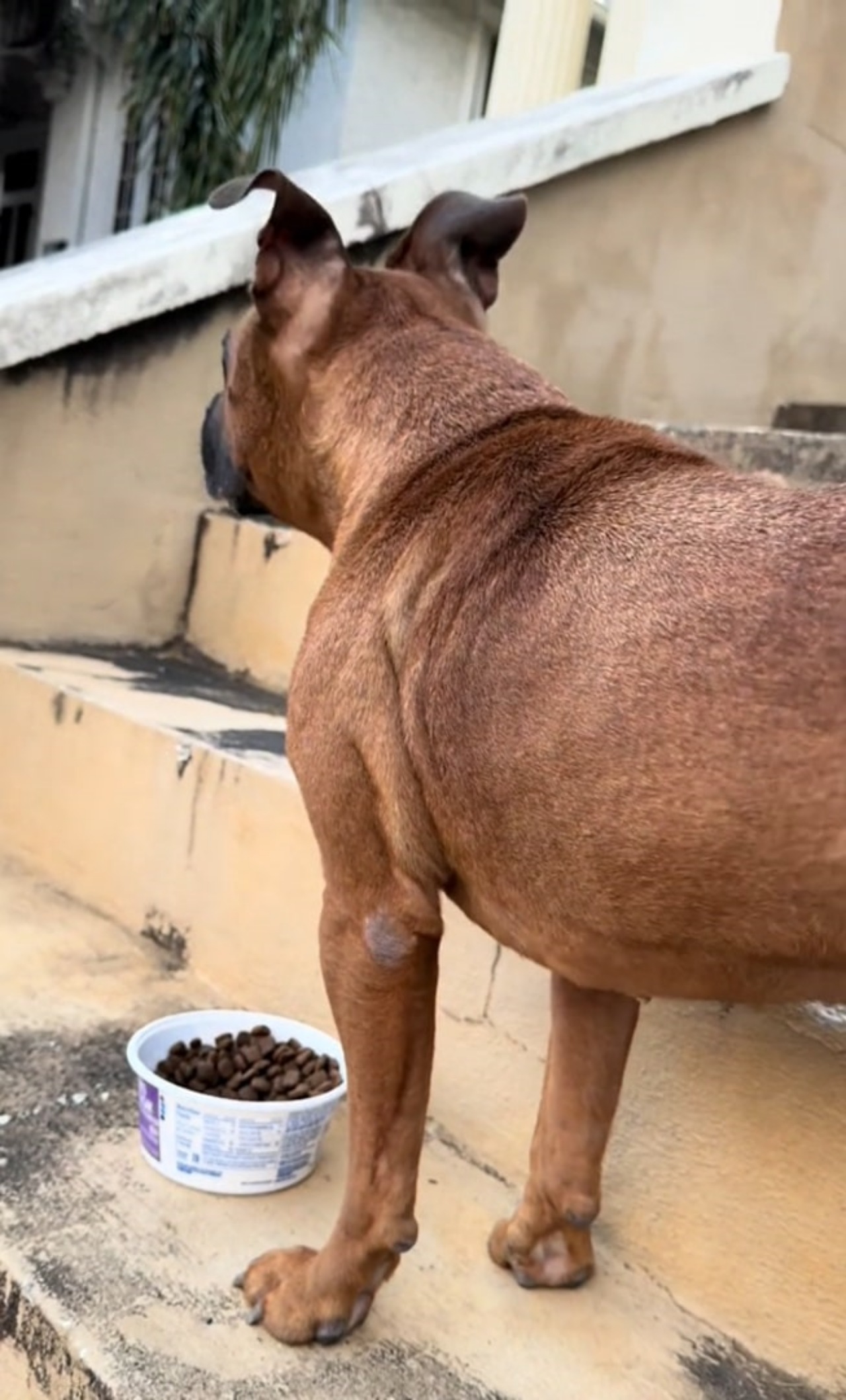 Cane perde il suo proprietario