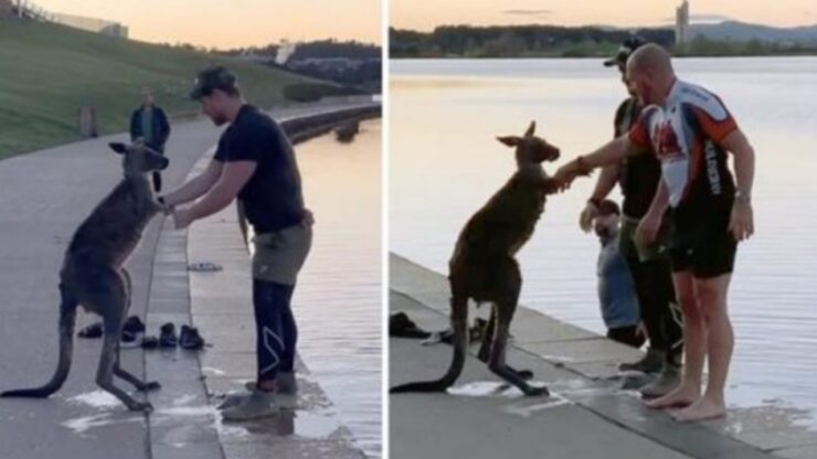 Canguro intrappolato in un lago ghiacciato