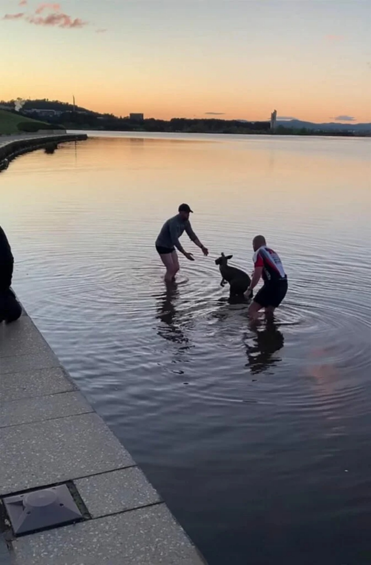 Canguro intrappolato in un lago ghiacciato