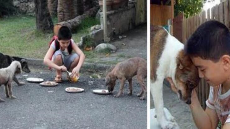 Cani randagi salvati da un bambino