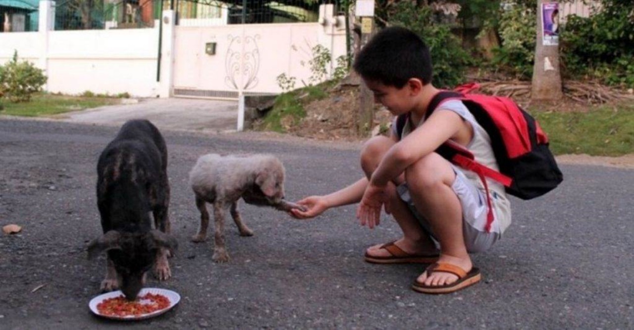 Cani randagi salvati da un bambino