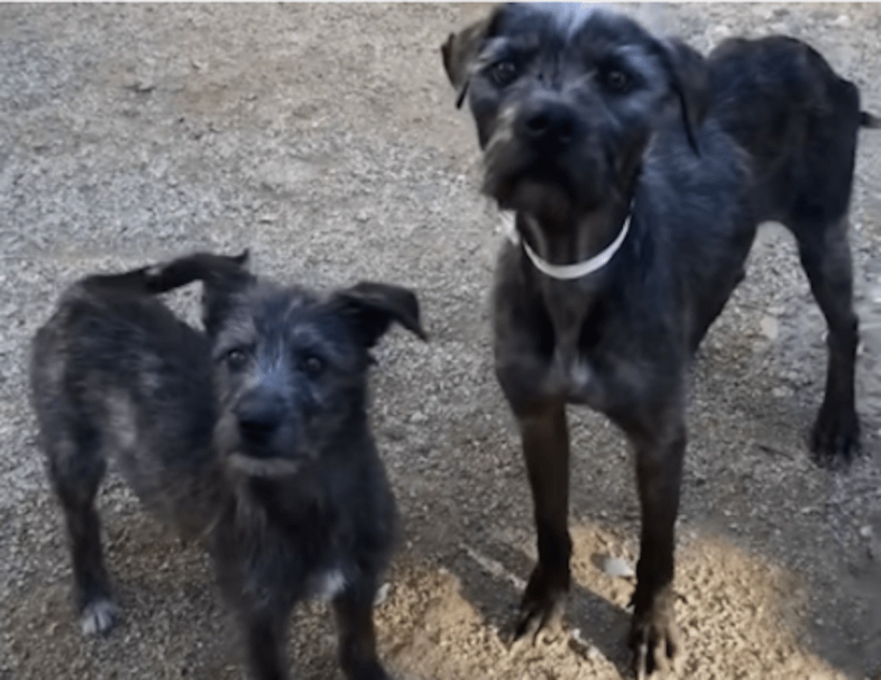 Cani trascurati salvati da una donna