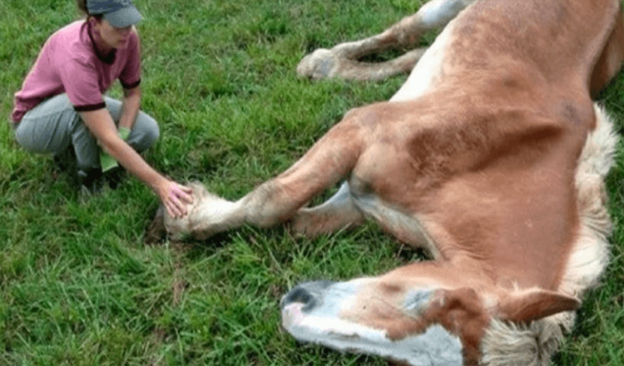 Cavallo abbandonato dopo 30 anni