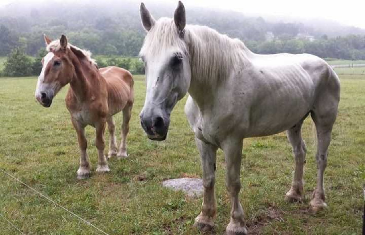 Cavallo abbandonato dopo 30 anni